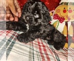 Small Shih-Poo