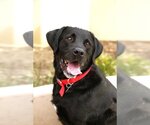 Small Photo #3 Labrador Retriever Puppy For Sale in Clovis, CA, USA