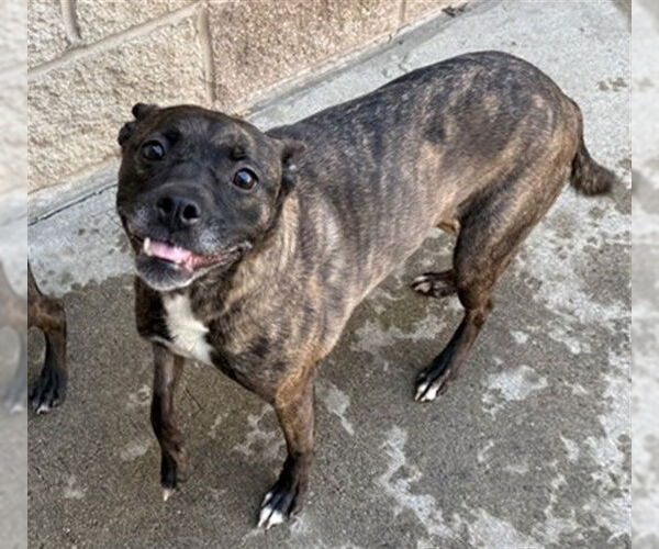 Medium Photo #1 Boston Terrier-German Shepherd Dog Mix Puppy For Sale in Aurora, IL, USA