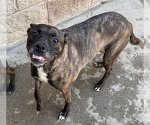 Boston Terrier-German Shepherd Dog Mix Dogs for adoption in Aurora, IL, USA