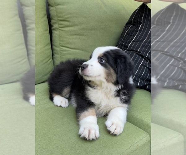 Medium Photo #26 Miniature Australian Shepherd Puppy For Sale in LA CANADA FLINTRIDGE, CA, USA