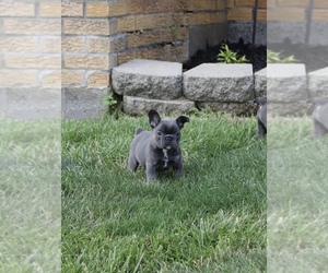 French Bulldog Puppy for sale in STREETSBORO, OH, USA