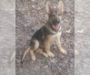 German Shepherd Dog Puppy for Sale in LOGAN, Ohio USA