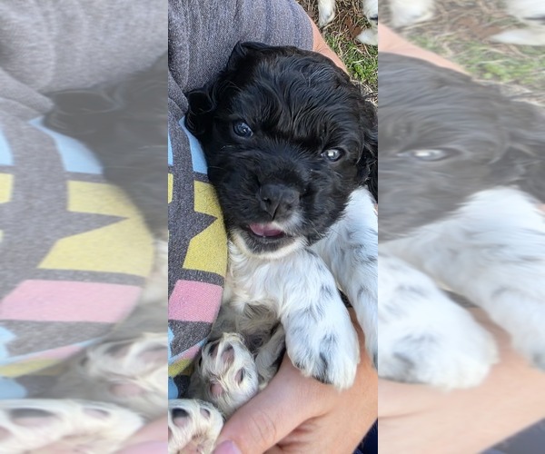 Medium Photo #1 Cocker Spaniel Puppy For Sale in TULSA, OK, USA