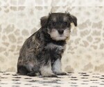 Small #2 Schnauzer (Miniature)