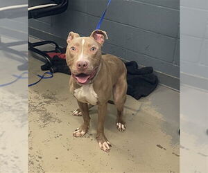 American Staffordshire Terrier-Unknown Mix Dogs for adoption in Tallahassee, FL, USA