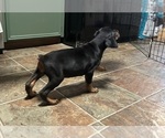 Small #1 Doberman Pinscher