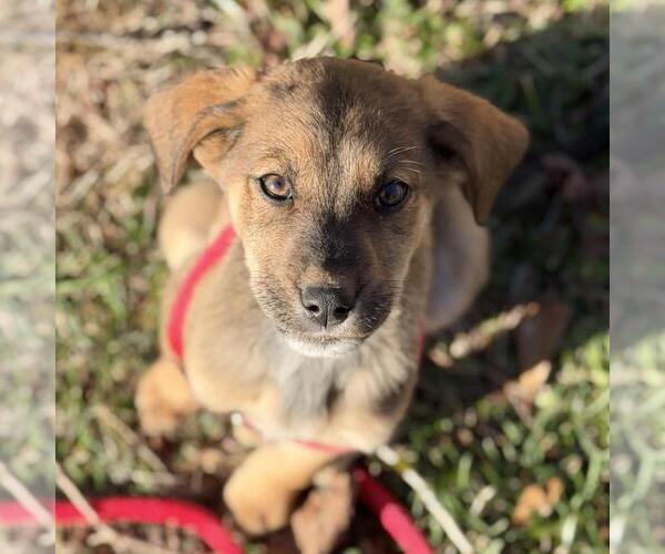 Medium Photo #2 Labrador Retriever-Unknown Mix Puppy For Sale in Yardley, PA, USA