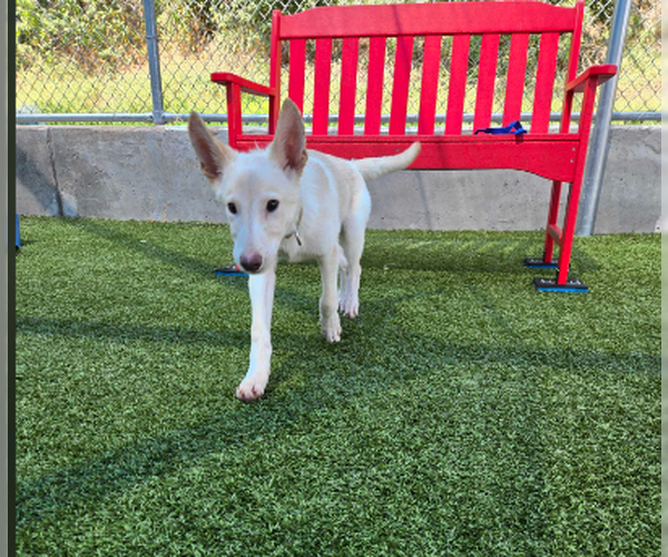 Medium Photo #5 Siberian Husky-Unknown Mix Puppy For Sale in Woodbury, NY, USA