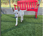 Small #4 Siberian Husky Mix