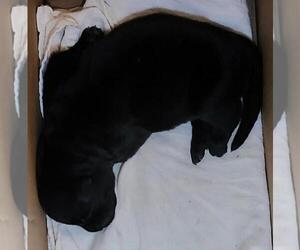 German Shepherd Dog Litter for sale in MONTALBA, TX, USA