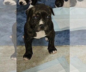 American Staffordshire Terrier Puppy for sale in AKRON, OH, USA