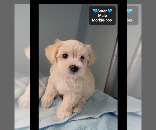 Medium Photo #3 Morkie Poo (Toy) Puppy For Sale in TUCSON, AZ, USA