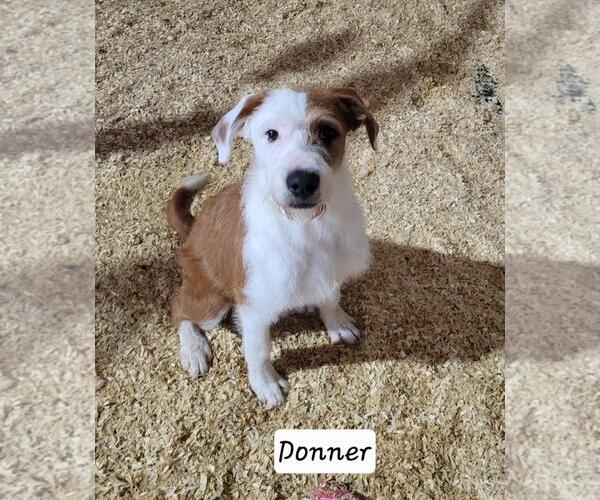 Medium Photo #1 Mutt Puppy For Sale in Granbury, TX, USA