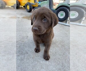 Labrador Retriever Puppy for sale in SHINER, TX, USA