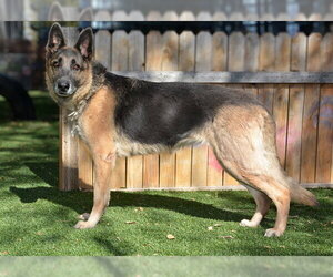 German Shepherd Dog Dogs for adoption in West Valley, UT, USA