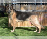 PATRICIA - Female German Shepherd Dog Dog for Adoption - Small photo