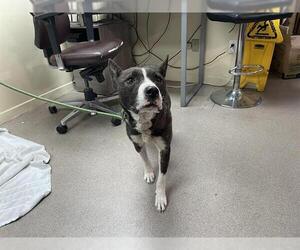 American Pit Bull Terrier-Unknown Mix Dogs for adoption in Pasadena, CA, USA