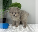 Small Photo #2 Pomeranian Puppy For Sale in FRANKLIN, IN, USA