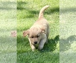 Small #8 Golden Retriever