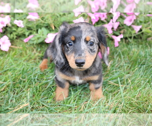 Dachshund Puppy for sale in BLOOMINGTON, IN, USA