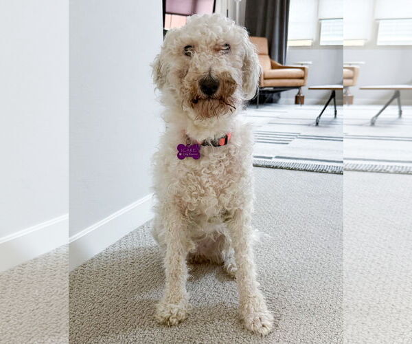 Medium Photo #17 Mutt Puppy For Sale in Corona, CA, USA