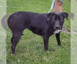 Small #1 Border Collie Mix