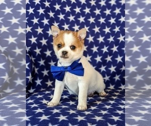 Chihuahua-pomeranian spitz Mix Puppy for sale in NEW FREEDOM, PA, USA