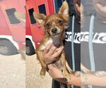 Rocky Red in TX - Male Chihuahua-Unknown Mix Dog for Adoption - Small photo