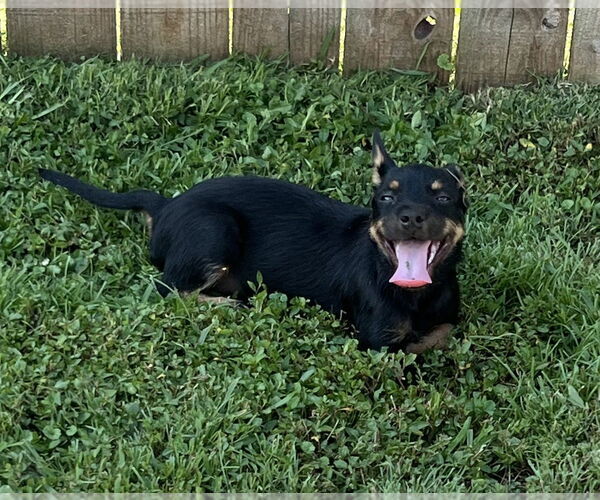 Medium Photo #4 Miniature Schnauzer-Unknown Mix Puppy For Sale in Aurora, IN, USA