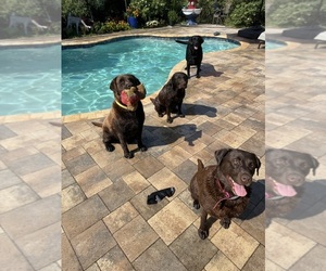 Mother of the Labrador Retriever puppies born on 10/19/2025