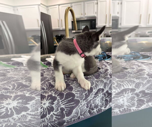 Medium Photo #7 Huskies -Unknown Mix Puppy For Sale in Holly Springs, NC, USA