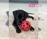 Small #7 Labrador Retriever Mix