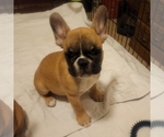 Small Photo #8 French Bulldog Puppy For Sale in CAPE CORAL, FL, USA