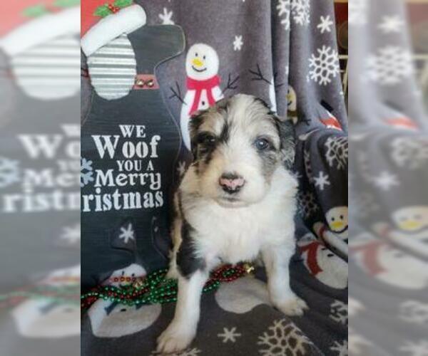 Medium Photo #2 Aussiedoodle Puppy For Sale in DOWELLTOWN, TN, USA