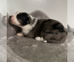 Small Photo #4 Miniature Australian Shepherd Puppy For Sale in ROSSVILLE, GA, USA
