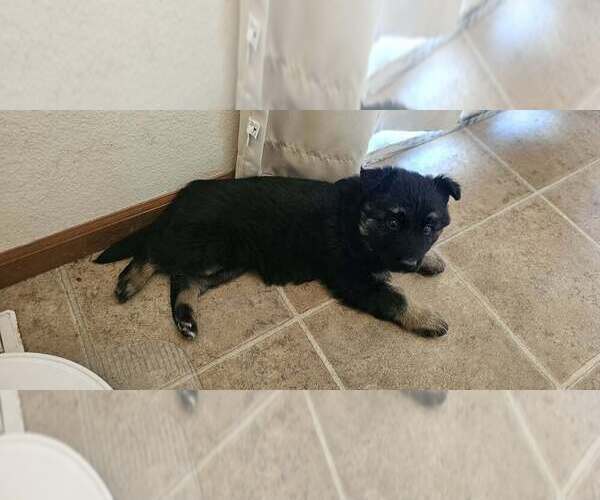 Medium Photo #4 German Shepherd Dog Puppy For Sale in JERSEYVILLE, IL, USA