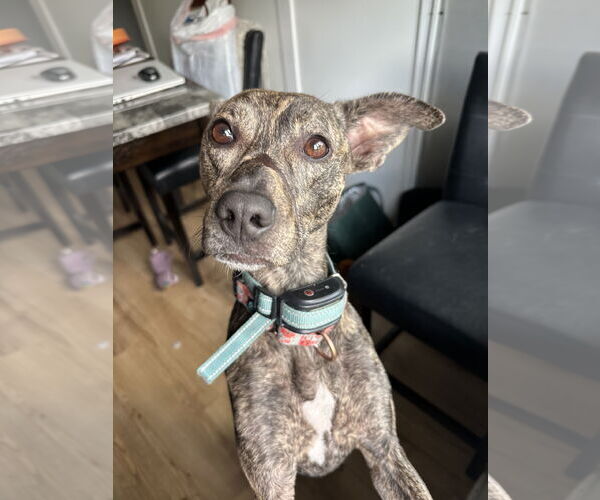 Medium Photo #3 Mountain Cur-Whippet Mix Puppy For Sale in Brooklyn Center, MN, USA
