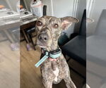 Small #2 Mountain Cur-Whippet Mix
