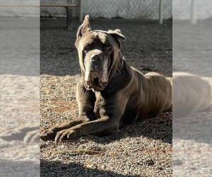 Mutt Dogs for adoption in Woodland, CA, USA