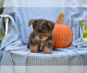 Yorkshire Terrier-Zuchon Mix Litter for sale in GREENWOOD, WI, USA