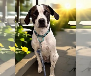 Boglen Terrier Dogs for adoption in Rustburg, VA, USA