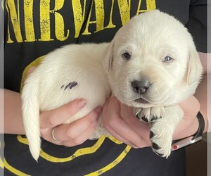 Labrador Retriever Puppy for sale in OSYKA, MS, USA