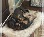Small #6 American Pit Bull Terrier-Miniature Pinscher Mix