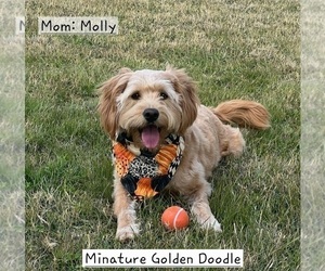 Mother of the Bernedoodle (Miniature)-Golden Mountain Dog Mix puppies born on 05/28/2026