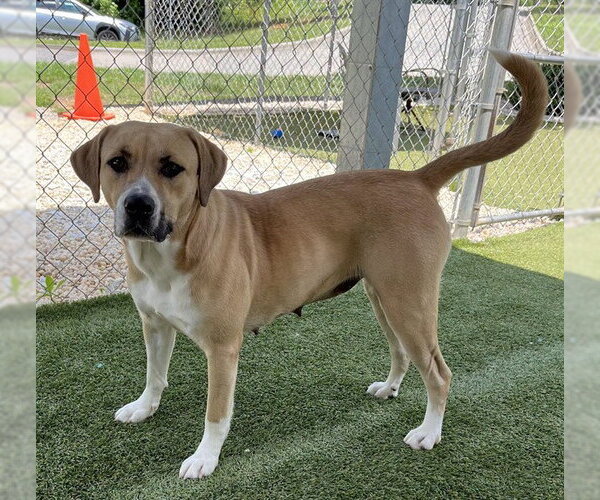 Medium Photo #2 Black Mouth Cur-Labrador Retriever Mix Puppy For Sale in Newton, NC, USA