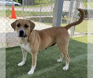 NOVA - Female Black Mouth Cur-Labrador Retriever Mix Dog for Adoption - Photo #2