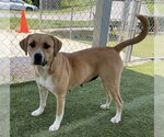 Small #1 Black Mouth Cur-Labrador Retriever Mix