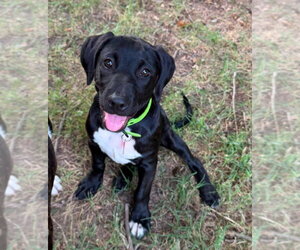 Trinity Rodman - Female Labrador Retriever-Unknown Mix Dog for Adoption - Photo #7