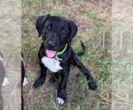 Small #6 Labrador Retriever Mix